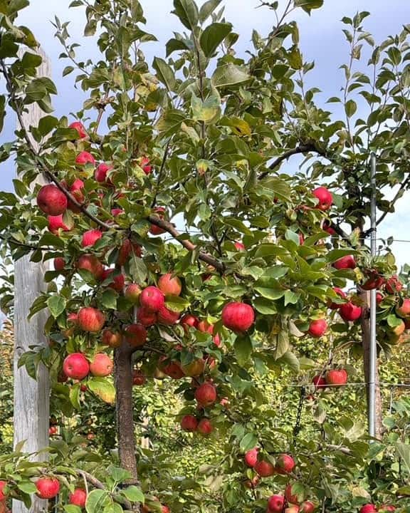 Apple trees