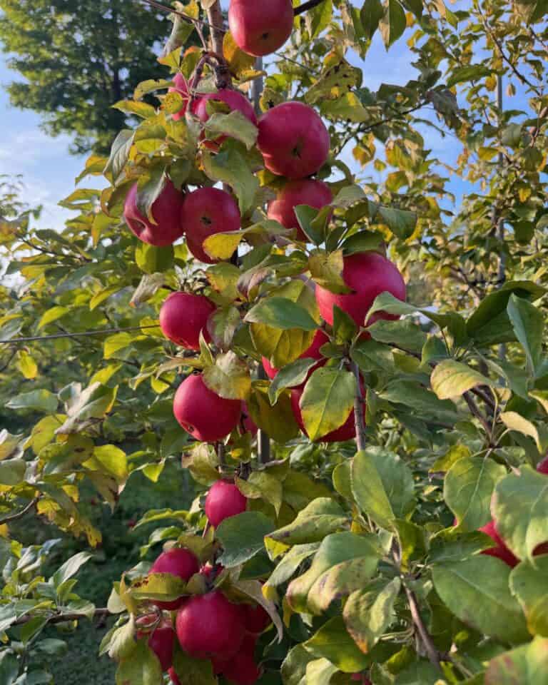 Apple trees